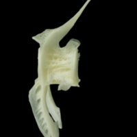 photo of Pollack precaudal vertebra lateral view
