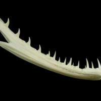 photo of Angler fish dentary medial view