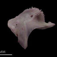 photo of Common sole dentary lateral view