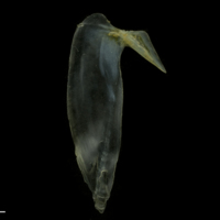 photo of Black seabream subopercular lateral view