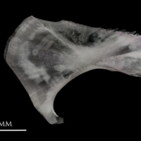 photo of Parrot fish ceratohyal medial view