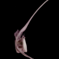 photo of Wels catfish precaudal vertebra lateral view