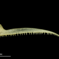 photo of Atlantic mackerel premaxilla lateral view