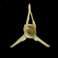 photo of European hake precaudal vertebra anterior view