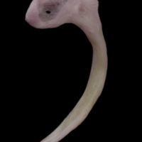 photo of Common sole maxilla lateral view