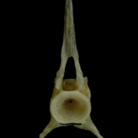 photo of Red gurnard precaudal vertebra anterior view