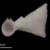 photo of Parrot fish ultimate vertebra anterior view