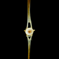 photo of Common sole caudal vertebra posterior view
