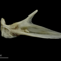 photo of Brill articular medial view