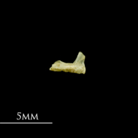 photo of Five-Bearded Rockling premaxilla lateral view