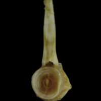 photo of Couch's seabream caudal vertebra posterior view