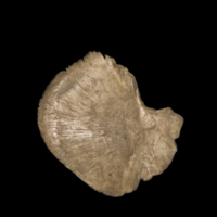 photo of Sturgeon for assessment medial view