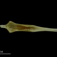 photo of Mediterranean moray parasphenoid dorsal view