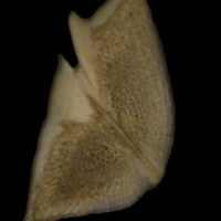 photo of Sturgeon scute lateral view