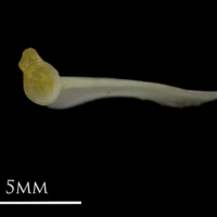 photo of European eel opercular detail view