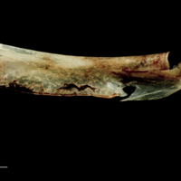 photo of Garfish ceratohyal epihyal complex lateral view