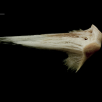 photo of Atlantic halibut vomer ventral view