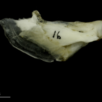 photo of Grey Triggerfish opercular medial view