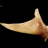 photo of Catfish articular lateral view