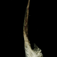 photo of Atlantic halibut postcleithrum medial view