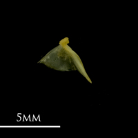photo of Bullhead quadrate medial view