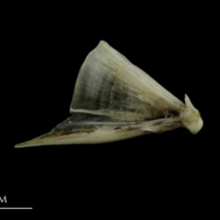 photo of Brill quadrate medial view