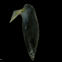 photo of Black seabream subopercular medial view