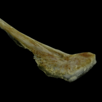 photo of Couch's seabream preopercular medial view