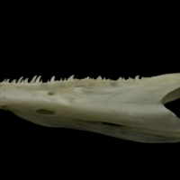 photo of Zander dentary lateral view