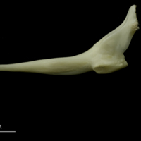 photo of Grey Triggerfish for assessment lateral view