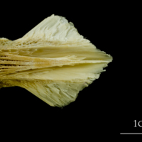 photo of Atlantic cod basioccipital ventral view