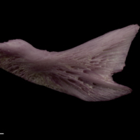 photo of Wels catfish subopercular lateral view