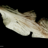 photo of Atlantic halibut ceratohyal epihyal complex lateral view
