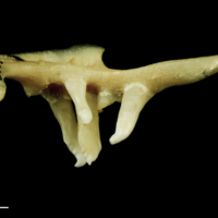 photo of Chub pharyngeal ventral view