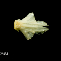 photo of Five-Bearded Rockling basioccipital ventral view