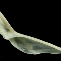 photo of Pollack cleithrum medial view