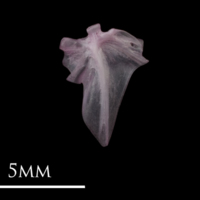 photo of Dragonet hyomandibular lateral view