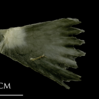 photo of Spanish mackerel scute lateral view