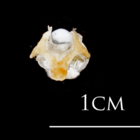 photo of Atlantic herring basioccipital anterior view