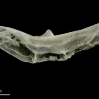 photo of Sandsmelt preopercular lateral view