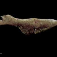 photo of Red seabream ceratohyal epihyal complex lateral view