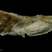 photo of European conger for assessment medial view