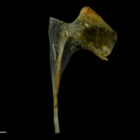 photo of Black seabream coracoid lateral view