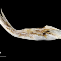 photo of Sea scorpion cleithrum medial view