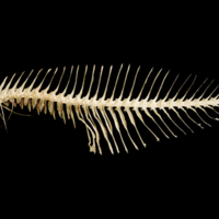 photo of Poor cod vertbral column lateral view