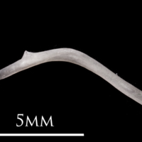 photo of European eel maxilla lateral view