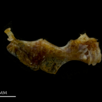 photo of Black seabream ceratohyal epihyal complex medial view