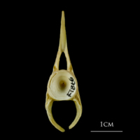 photo of Atlantic cod precaudal vertebra anterior view