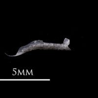 photo of European eel premaxilla medial view