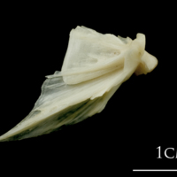 photo of Haddock quadrate medial view